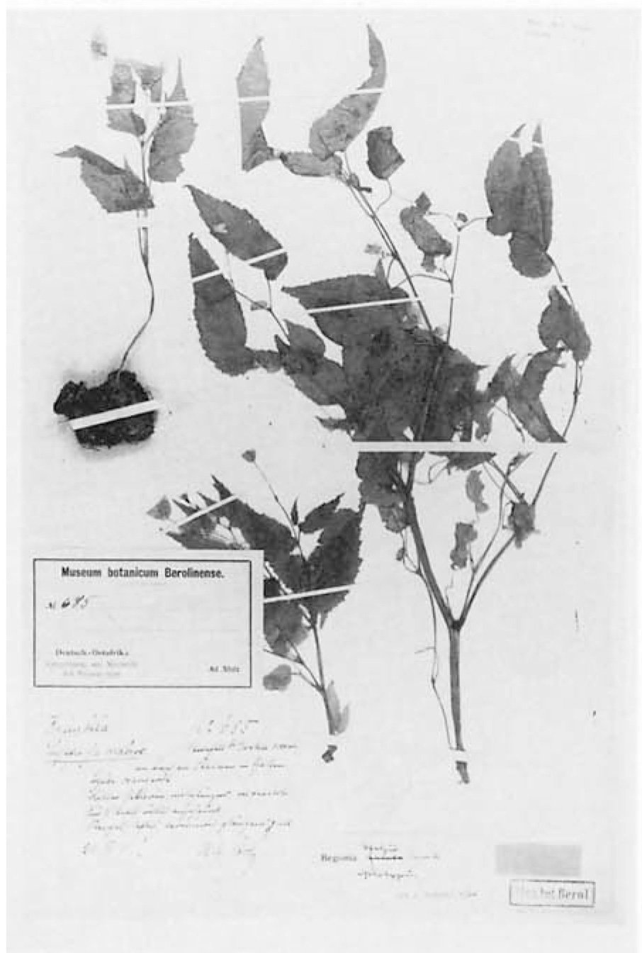 B. stolzii